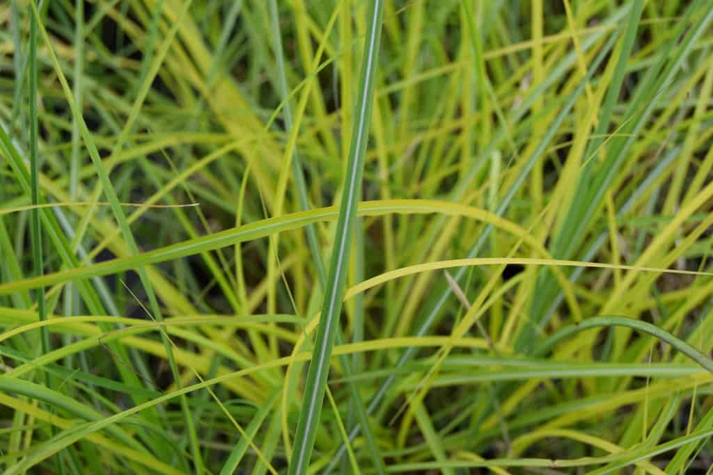 Miscanthus sinensis 'Kleine Fontäne' ---